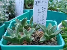 Image result for Nananthus aloides