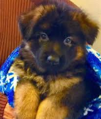 Maybe you would like to learn more about one of these? Long Haired German Shepherds For Sale Illinois Regis Regal