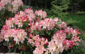 Rhododendron Yakushimanum Percy Wiseman Trees To Plant Rhododendron Rose Trees