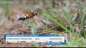 Adults may grow up to 2 inches in length, and the females quite a bit larger than the. Calm Down Cicada Killer Wasps Won T Harm Humans Pest Control Wfmynews2 Com