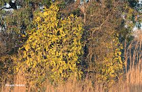 Image result for Pavetta eylesii