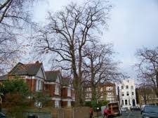 The cost to trim a tree varies depending on the size and height of the tree. Tree Pruning Services London Specialists Tree Quotes London Tree Pruning Company London