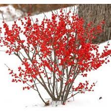 5 Native Alternatives To Toxic Nandina Bushes Winterberry Holly Winter Garden Pollinator Plants