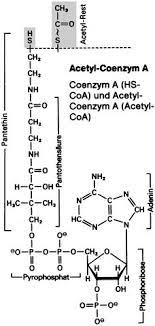 Coenzym a có vai trò trong chuyển hóa các acid béo, thể cetonic, acetat và các aa Acetyl Coenzym A Lexikon Der Biologie