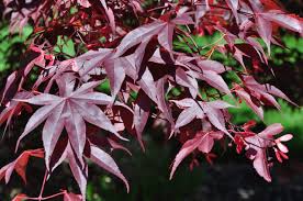 Maybe you would like to learn more about one of these? Popular Plants In New Jersey Fairway Green Inc