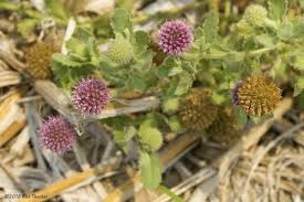 Image result for Sphaeranthus peduncularis