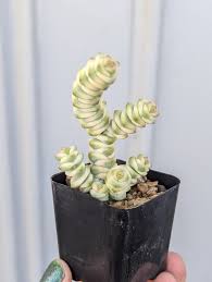 Image result for Crassula granvikii