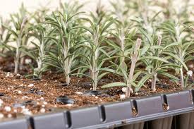 Image result for rosemary cuttings