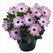 Image result for paprskovka obrázek