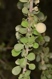 Image result for Maerua parvifolia