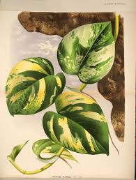Money Plant Pothos Aureus Epipremnum Aureum Family Araceae Plant Painting Plant Illustration Plant Art Check out our money drawing selection for the very best in unique or custom, handmade pieces from our home & living shops. money plant pothos aureus epipremnum