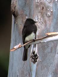 We did not find results for: Black Phoebe Birds Of Foothill College Inaturalist