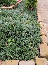 Water weekly, once established, and more often during extended periods of spread: Mondo Grass Plants For Houston