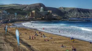 Image result for Cicer