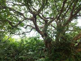 台灣高雄柴山 tree plants kaohsiung