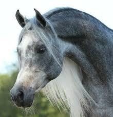 قناة «rt arabic» الفضائية هيئة إخبارية إعلامية ناطقة باللغة العربية تابعة الى مؤسسة «تي في — نوفوستي» المستقلة غير التجارية. The Arabian Horses Info Facts Breeds Care Price Animals Home