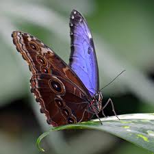 Check spelling or type a new query. Butterfly Kaleidoscope Indianapolis Zoo