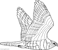 Coloring pages for adults, teenagers and kids. Hawk Coloring Pages Coloringall