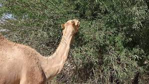 Our camel case converter let's you quickly and easily convert your text or variables to proper camel case format. Camels Eat From Tree In Stock Footage Video 100 Royalty Free 2718242 Shutterstock