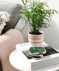 Parlor Palm End Table Potted Plant Pet Friendly Ansel Ivy House Plants Plant Decor Plants