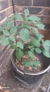 Image result for Synaptolepis oliveriana