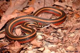 Image result for Amphiasma