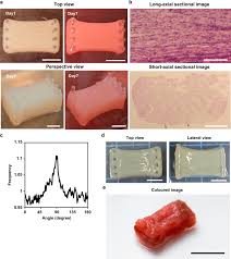In this article, we will consider the different types of epithelia, the different types of epithelial cell and discuss some clinical applications of this physiology. Formation Of Contractile 3d Bovine Muscle Tissue For Construction Of Millimetre Thick Cultured Steak Npj Science Of Food