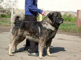 Keti From Kosovo Ex Yugoslavian Shepherd Dog Breed Sarplaninac In 2020 Shepherd Dog Breeds Dog Breeds Dogs