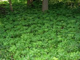 Japanese pachysandra (pachysandra terminalis) is an extremely popular evergreen groundcover. Pachysandra Terminalis Carpet Box Japanese Pachysandra Japanese Spurge Pachysandra North Carolina Extension Gardener Plant Toolbox