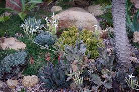 Image result for Kalanchoe marmorata
