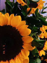 Pembayaran mudah, pengiriman cepat & bisa cicil 0%. Bunga Matahari Tapete Bunga 2448x3264 Wallpapertip