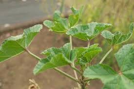 Image result for Malva verticillata