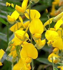 Image result for Crotalaria pallida