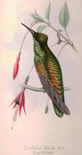 Image result for Trochomeria