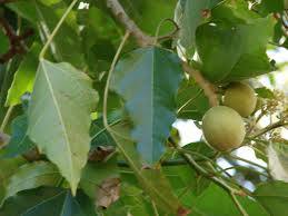 Image result for Aleurites