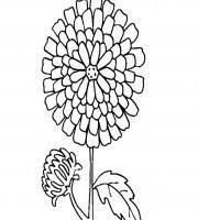 Plants plant science wildflowers coloring pages marigold page. Top Marigold Coloring Pages For Your Little Ones Coloring Pages