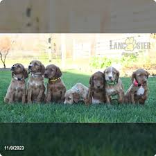 Mary And Daniel Stoltzfus