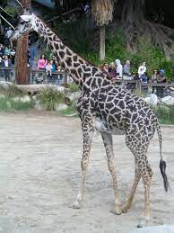 The Los Angeles Zoo Los Angeles Zoo Zoo Animals Animals Beautiful