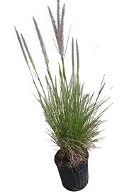 Image result for Chlorophytum pubiflorum