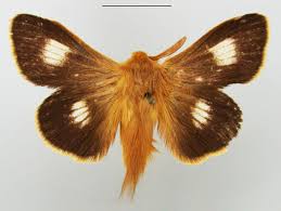 Image result for Searsia monticola