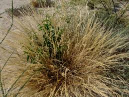 Image result for Aristida effusa
