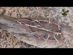 شبك صيد الصقور falconry trap youtube hair accessories bobby pins beauty