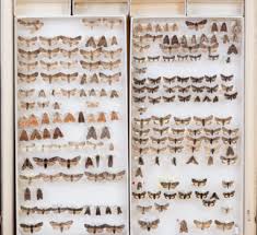 Image result for Entephria polata