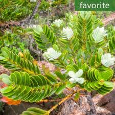 Image result for Agathis