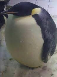 Fat Penguin Over 100 Pounds R Nextfuckinglevel