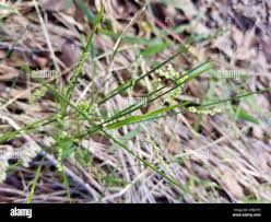 Image result for Steinchisma