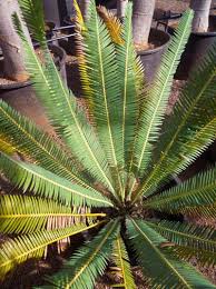 Image result for Encephalartos schmitzii