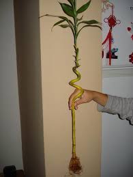 You can top it and bring it back. Need A Fix For Yellow Lucky Bamboo