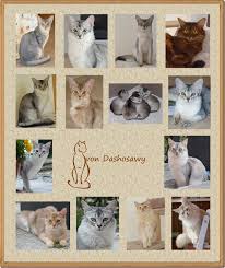 Search only for somali katze Silberne Somalikatzen In Hamburg