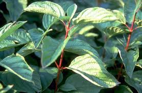 Image result for Sericorema sericea